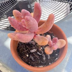 Red Fingers Succulent Plant