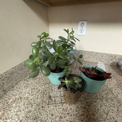 Beautiful Healthy Succulents