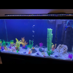Aquarium 100 gallons