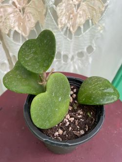 Hoya $10.00 4βinches pot