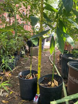 AVOCADO TREE & ORHERS