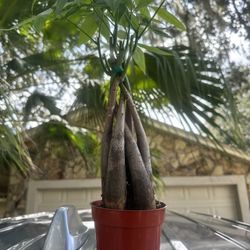 Money Tree 