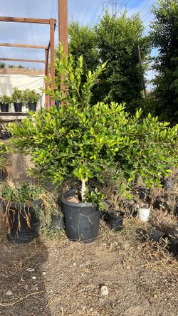 Carolina Cherry Laurel