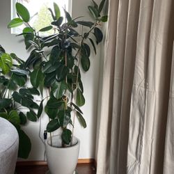 7 Feet Tall Rubber Plant