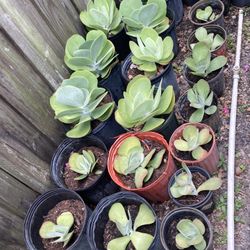 Succulents Plant  Ángels  Plant Women Day And  10 Big  And Small  5
