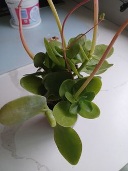 Indoor outdoor plant