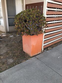 Beautiful Modern Designer Pot With Succulent Plants
