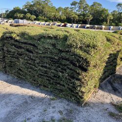 FRESH ST AUGUSTINE SOD PICK UP OR DELIVERY! 