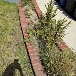 FREE succulents/bushes/plants