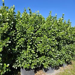 huge clusias Over 10 feet tall