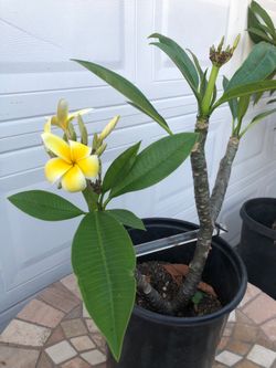 PLUMERIA PLANT🌺🌺FULLY ROOTED AND BLOOMING