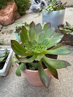 Beautiful Aeonium Succulent Starters - Moving Sale!