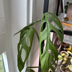 RARE Monstera Esqueleto TOP CUTTING
