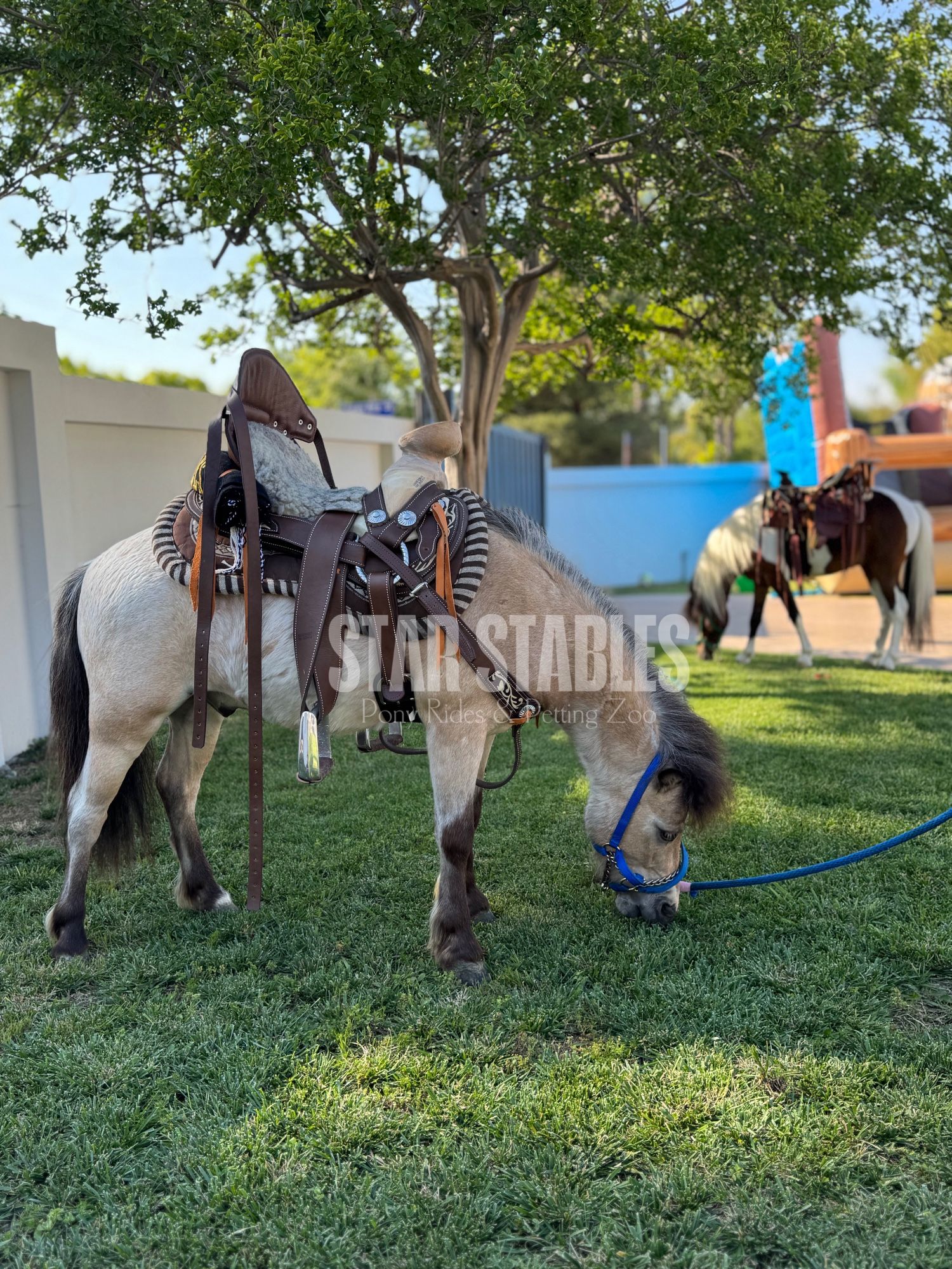 Pony Rides Petting Zoo
