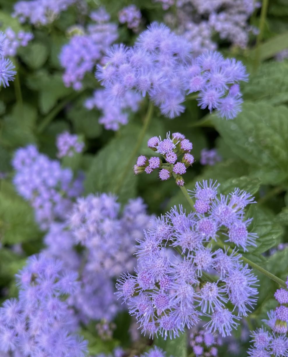 Blue Mistflower