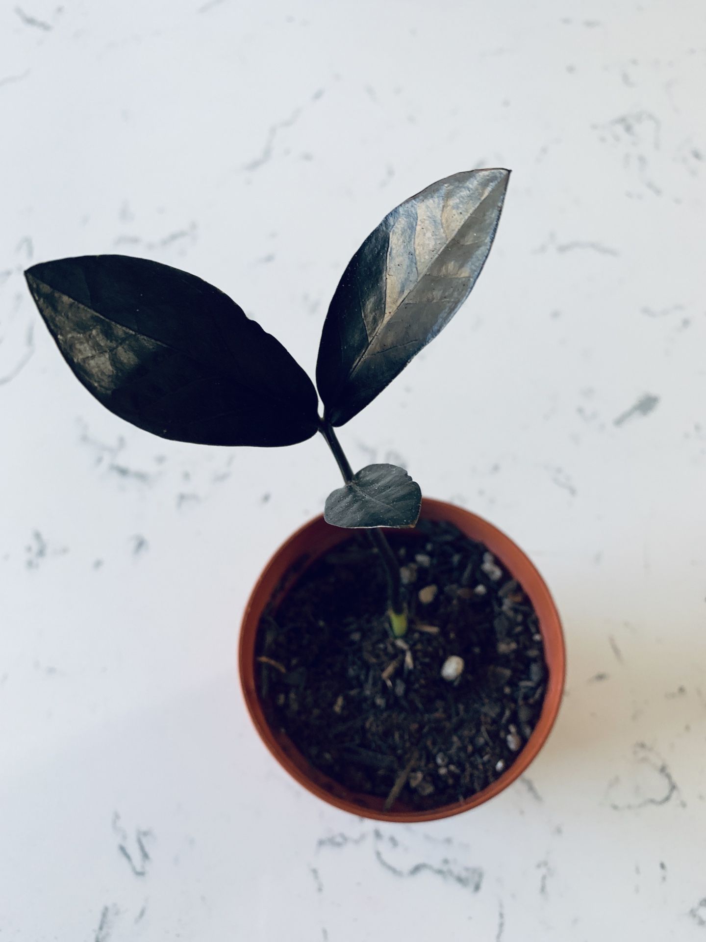 RARE Black Raven ZZ Plant - 3 Leaves