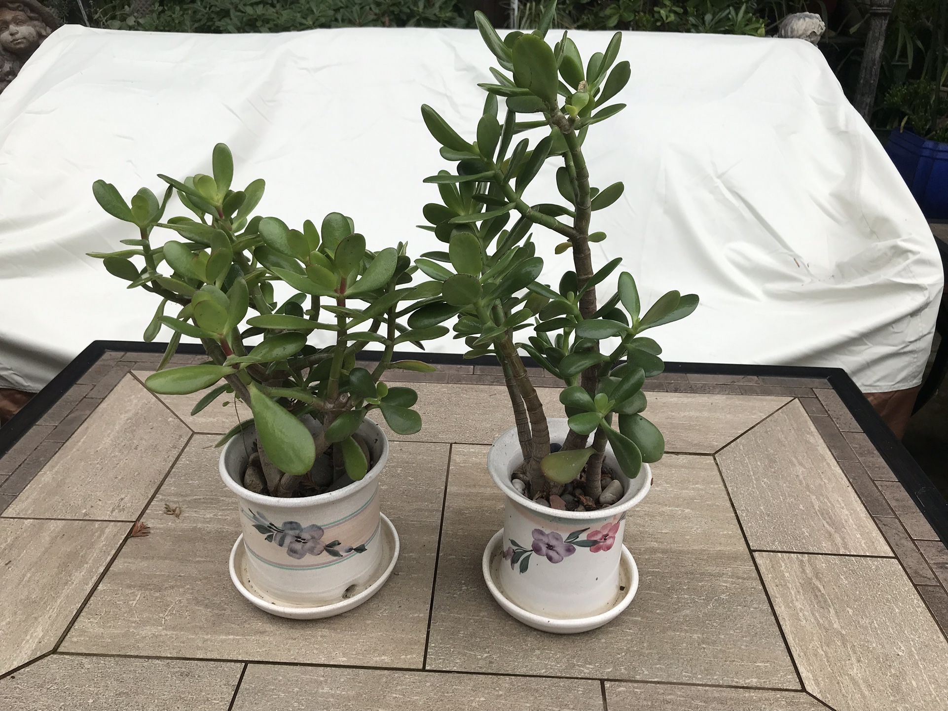 2 healthy Jade plants in pretty ceramic pots