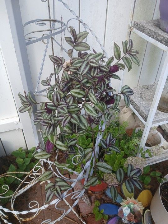 Wandering Jew Plant