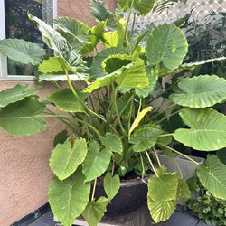 Plant W/ceramic Pot