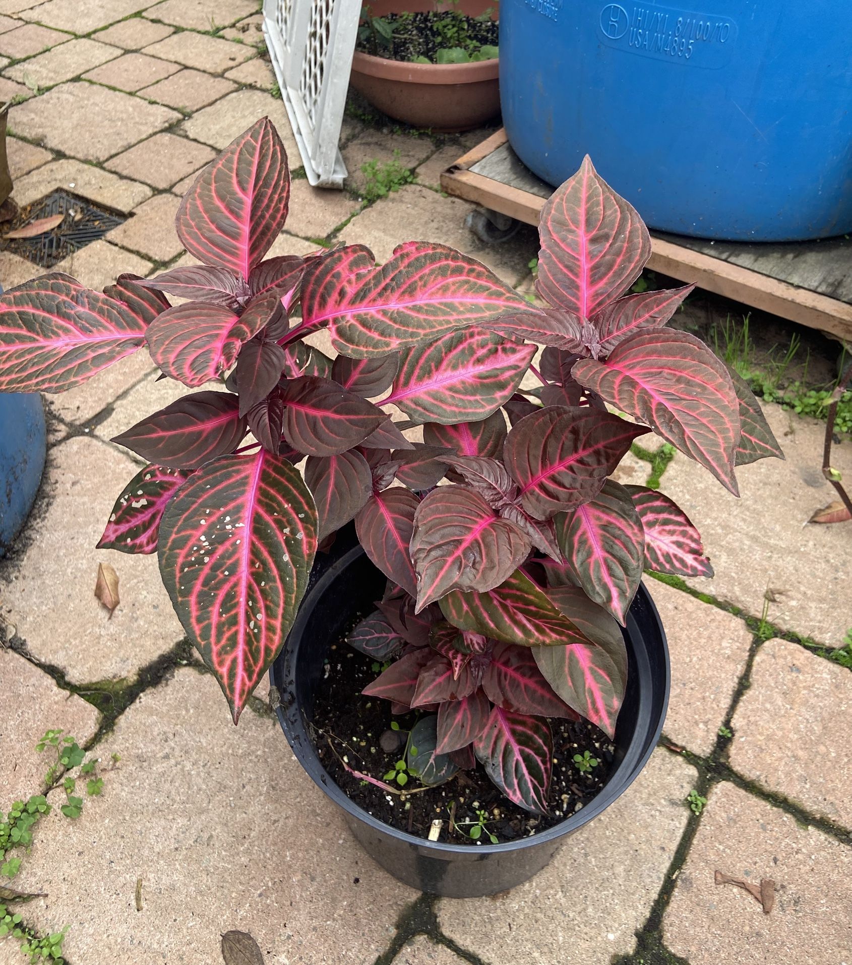 Blood Succulent Plants Outside And Inside The Second Picture For Sample If Sun Side Place
