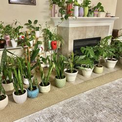Indoor Plants Sale 15% OFF