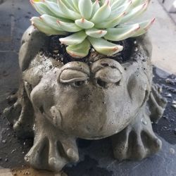 Heavy frog planter with succulent