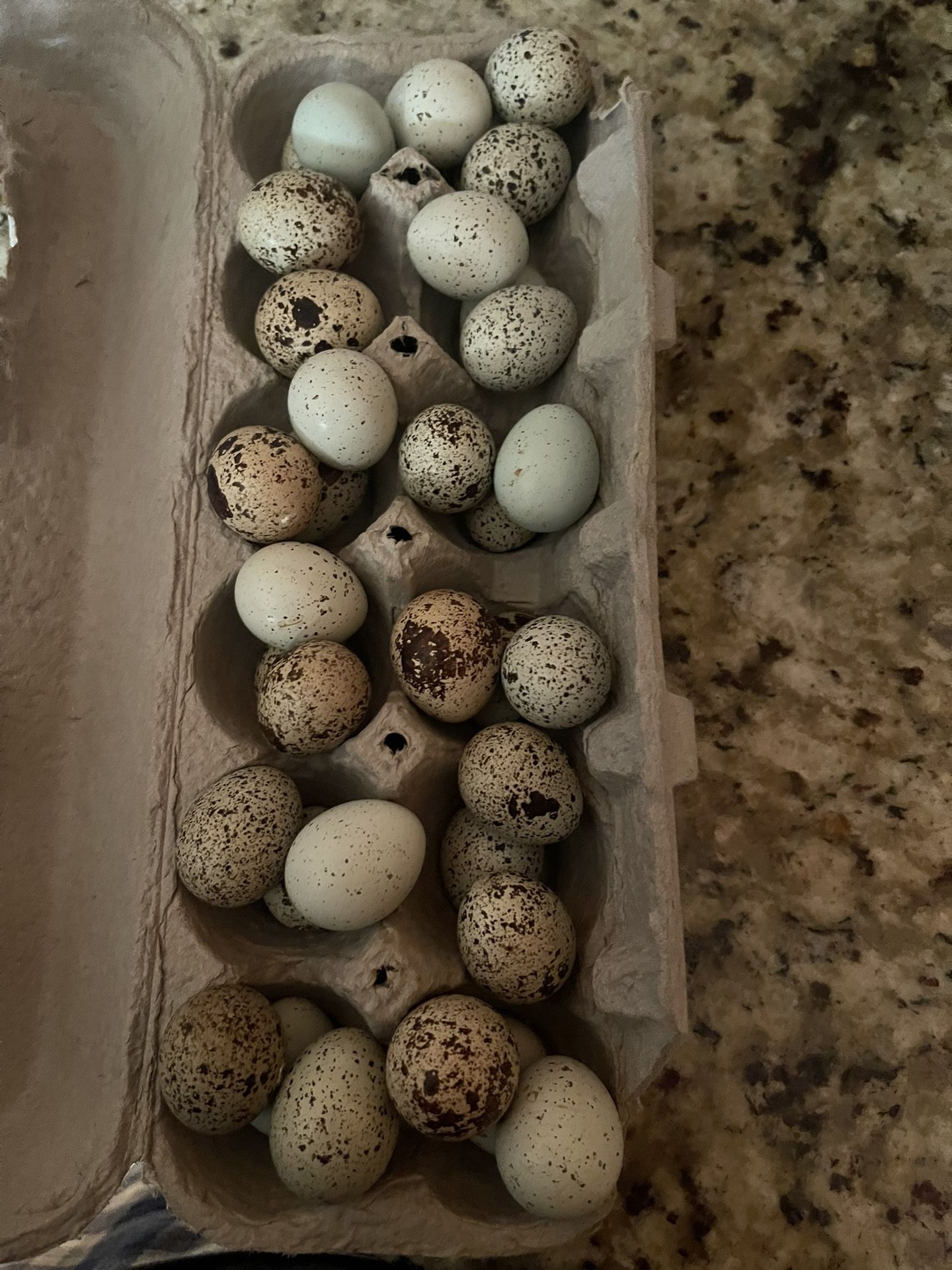 Quail Dozen