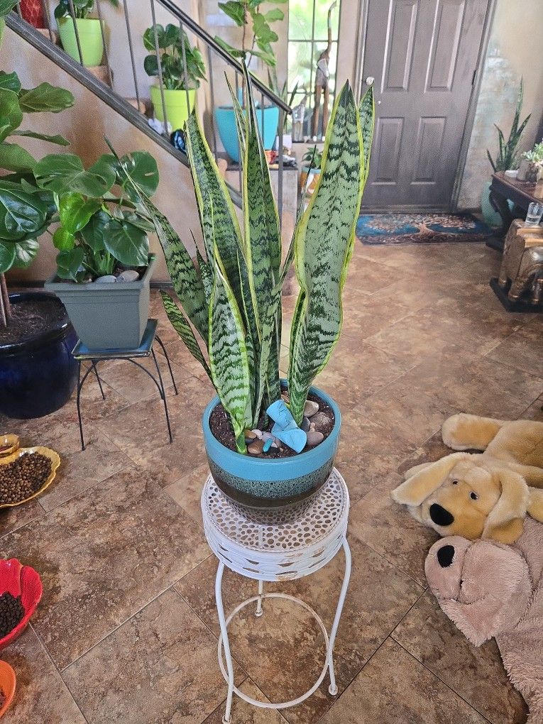 Sansevieria Snake Plants In New 8in Ceramic Pot With Polished Stones