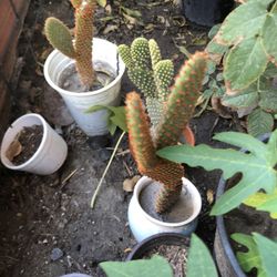 Cactus