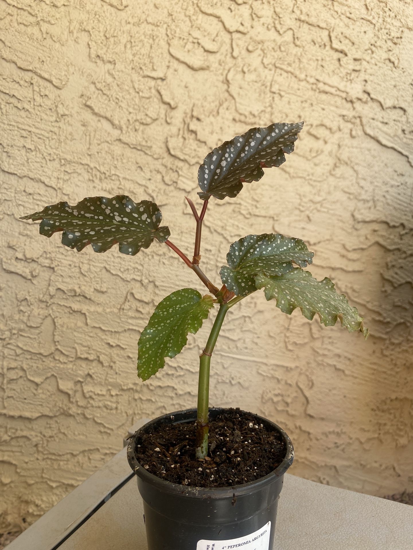 Plant Begonia Angel Wing