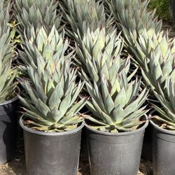 Blue Glow Agave 5 Gal