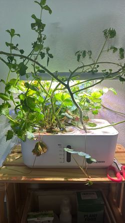 Hydroponic growing system with tomatoes