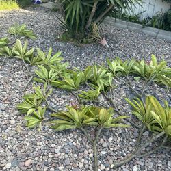 Fresh Plumera Cuttings