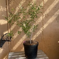 White Vitex Tree
