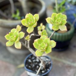 Aeonium kiwi succulent 
