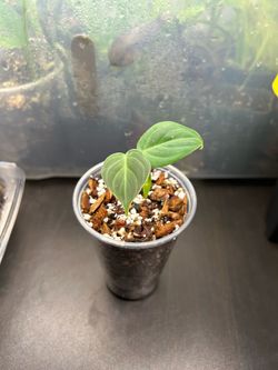 CHEAP AND RARE!!! Philodendron Melanochrysum