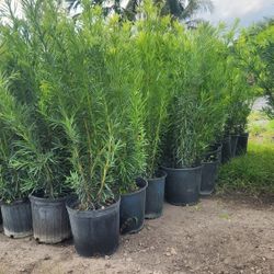 Spectacular Podocarpus Plants For Privacy!!! About 4 Feet Tall!! Fertilized 
