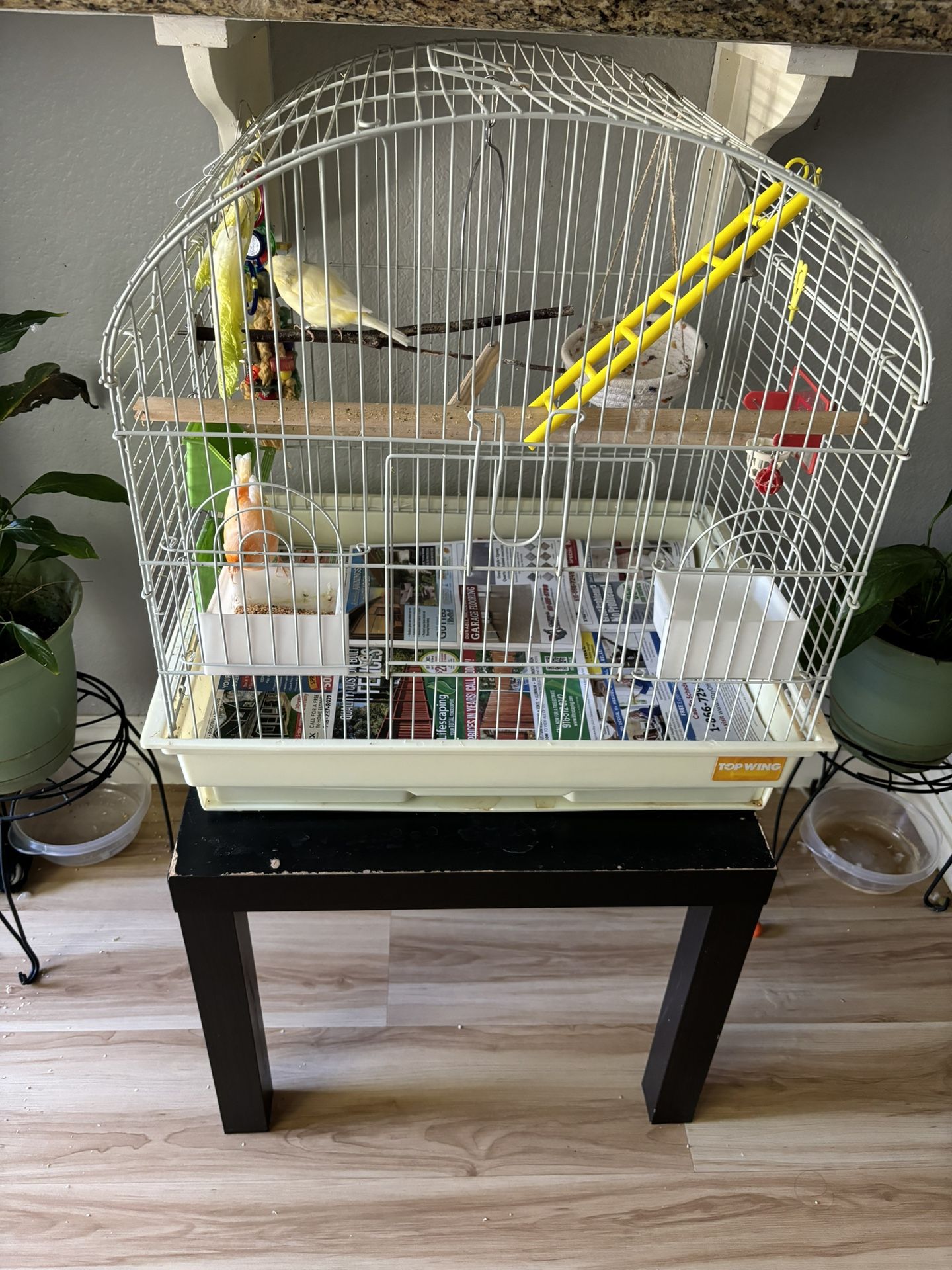 Canary Birds With Cage And Table