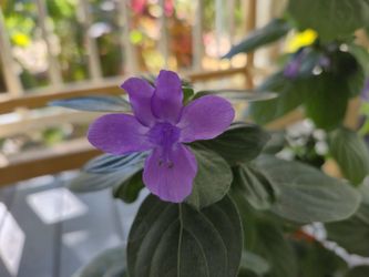 #2 Potted Philippine violet Plant's 