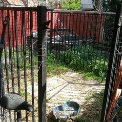 Dog kennel haula para perros