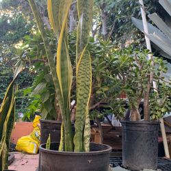 Plants Snake Plant Plantas 