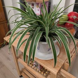 Healthy Spider Plants 