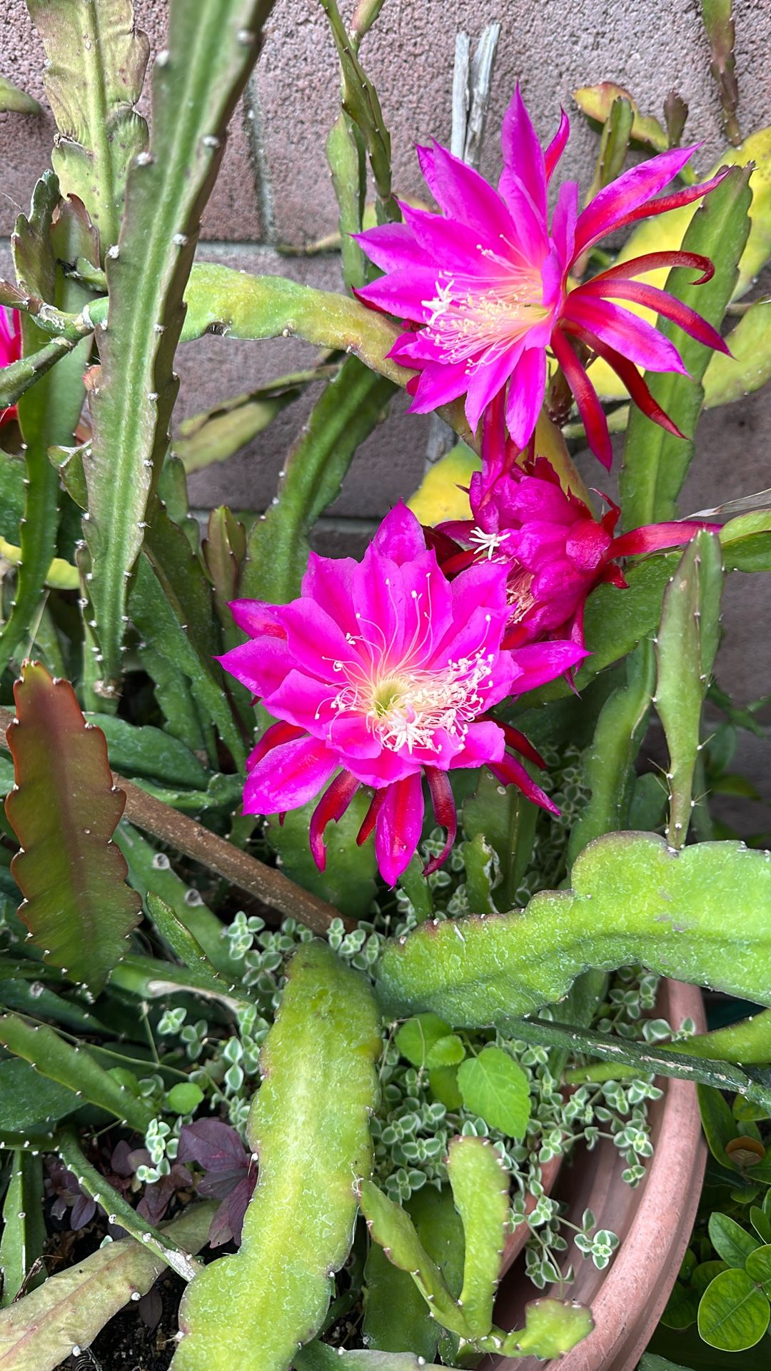 Cactus Orquídea