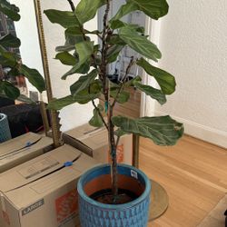 Extra Large fiddle leaf Fig - 6ft Tall With Gorgeous Pot