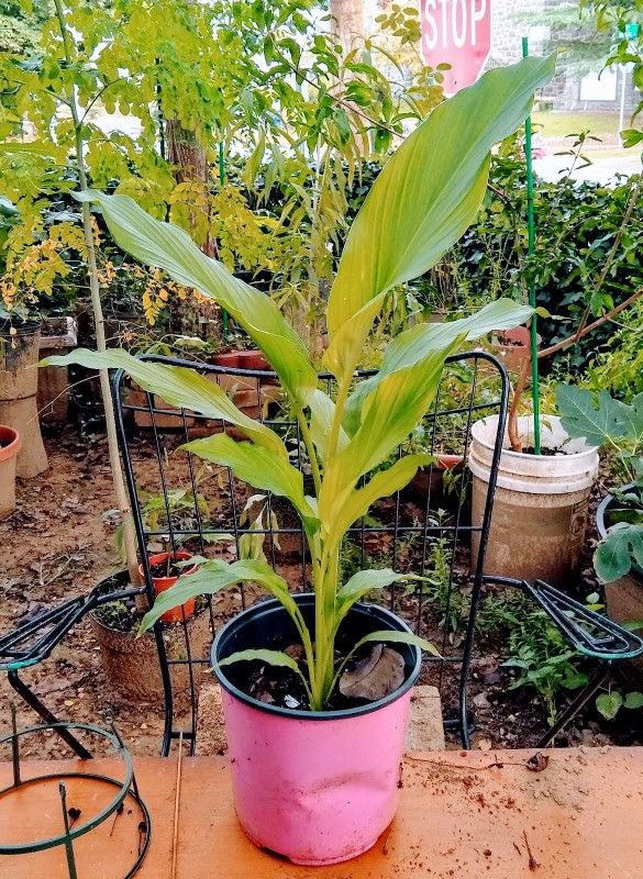 Turmeric (Curcuma) Plant