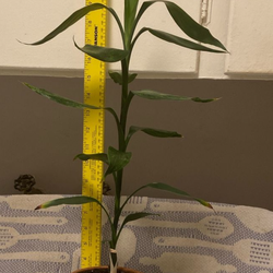 Lucky Bamboo In Decorative Glazed Ceramic Pot With Saucer