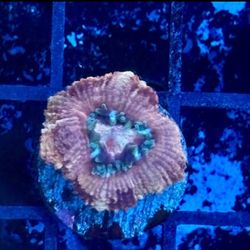 Asian Acan Display Decor