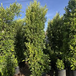 Ficus Nítida (Faica) Indian Laurel 