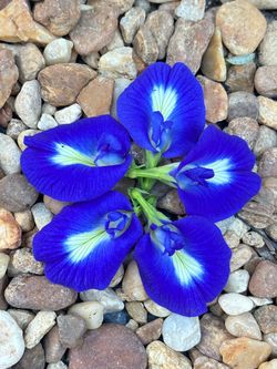 Butterfly pea seedlings $2.00 each or 3 for $5.00 CASH ONLY