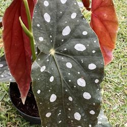BEGONIA MACULATA ( 6” Pot) Exotic, Eye Catching